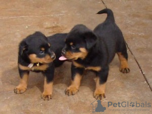 Photo №1. rottweiler - for sale in the city of Berlin | 946$ | Announcement № 17017