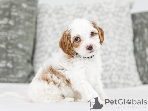 Photo №1. labradoodle - for sale in the city of Badgastein | negotiated | Announcement № 155607