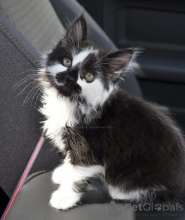 Photo №1. maine coon - for sale in the city of Chichester | 500$ | Announcement № 139147