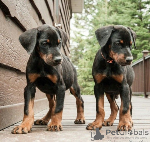 Photo №1. dobermann - for sale in the city of Helsinki | negotiated | Announcement № 108684