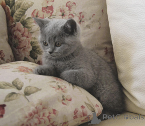 Photo №2 to announcement № 146023 for the sale of british shorthair - buy in Romania breeder