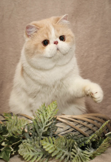 Photo №1. exotic shorthair - for sale in the city of Biysk | 1257$ | Announcement № 3908