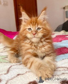 Photo №2 to announcement № 104000 for the sale of maine coon - buy in Germany breeder