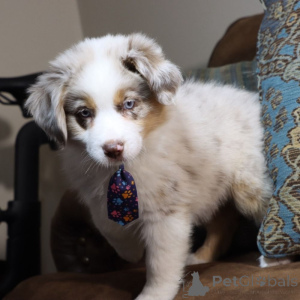 Photo №1. australian shepherd - for sale in the city of Bayerisch Eisenstein | 847$ | Announcement № 150536
