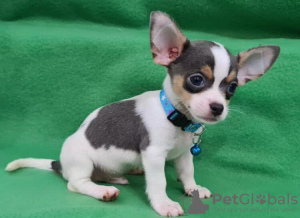 Photo №1. chihuahua - for sale in the city of Амстердам | 317$ | Announcement № 87935