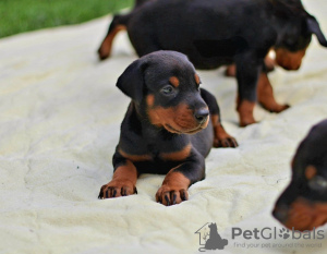 Photo №1. dobermann - for sale in the city of Belgrade | negotiated | Announcement № 61751