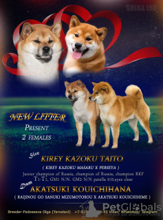 Photo №1. shiba inu - for sale in the city of Москва | negotiated | Announcement № 23072