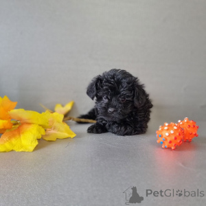 Photo №1.  - for sale in the city of Meljine | 661$ | Announcement № 163341