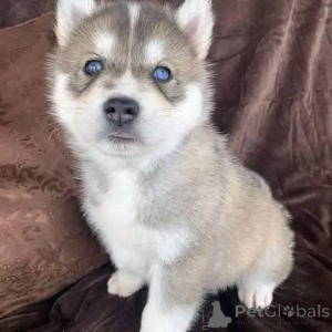 Photo №4. I will sell  in the city of Berlin.  - price - negotiated