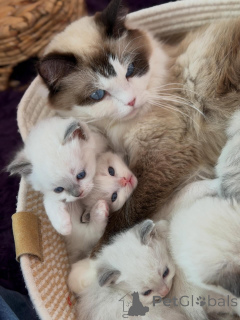 Photo №4. I will sell ragdoll in the city of Roermond. breeder - price - negotiated