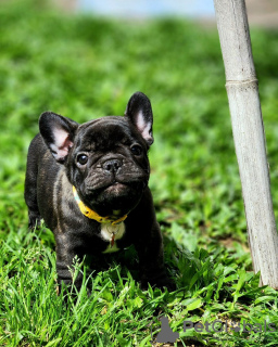 Photo №2 to announcement № 127372 for the sale of french bulldog - buy in Germany private announcement