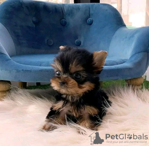 Photo №1. yorkshire terrier - for sale in the city of Springfield | 300$ | Announcement № 117689