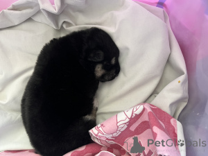 Photo №3. I will give the puppy in good hands. Belarus