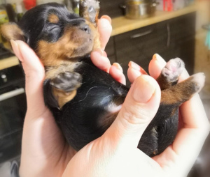 Photo №4. I will sell yorkshire terrier in the city of Ryazan. private announcement - price - 402$
