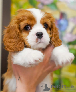 Photo №3. Cavalier King Charles Spaniel Alonso handsome boy. Turkey