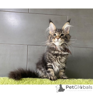 Photo №1. maine coon - for sale in the city of Germering | 361$ | Announcement № 174405