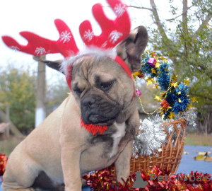 Photo №4. I will sell french bulldog in the city of Odessa. from nursery, breeder - price - 350$