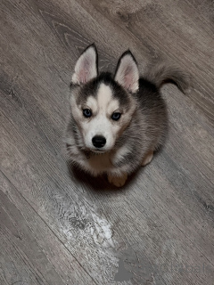 Photo №1. siberian husky - for sale in the city of Munich | negotiated | Announcement № 179016