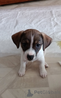 Photo №3. Puppies. Russian Federation