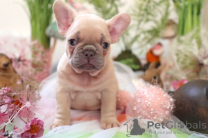 Photo №2 to announcement № 33286 for the sale of french bulldog - buy in Poland private announcement