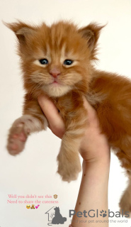 Photo №1. maine coon - for sale in the city of Chicago | 300$ | Announcement № 103649