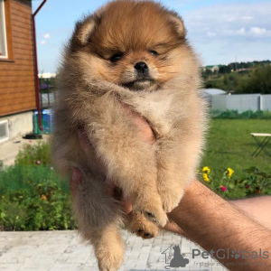 Photo №1. german spitz - for sale in the city of Eagle | Is free | Announcement № 7381