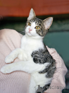 Photo №1.  - for sale in the city of Moskova | Is free | Announcement № 164560