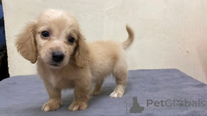 Photo №3. Dachshund Puppy Available for Adoption. Germany