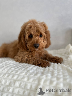 Photo №2 to announcement № 166825 for the sale of non-pedigree dogs - buy in Netherlands breeder