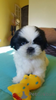 Photo №1. shih tzu - for sale in the city of Maintal | 380$ | Announcement № 158716