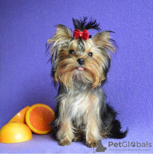 Photo №1. yorkshire terrier - for sale in the city of Miass | 351$ | Announcement № 13738