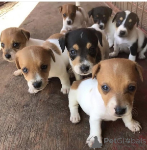 Photo №1. jack russell terrier - for sale in the city of Salzgitter | 150$ | Announcement № 129645