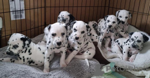 Photo №1. dalmatian dog - for sale in the city of London | 300$ | Announcement № 70349