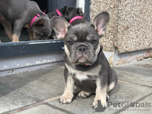 Photo №1. french bulldog - for sale in the city of Berlin | 400$ | Announcement № 38249