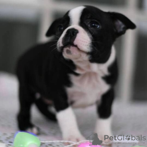 Photo №1. boston terrier - for sale in the city of Stockholm | negotiated | Announcement № 55667
