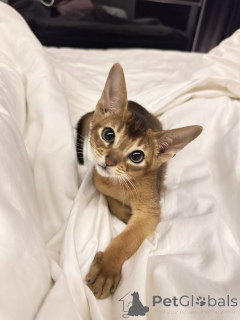 Photo №1. chausie - for sale in the city of Aizlingen | 361$ | Announcement № 157795