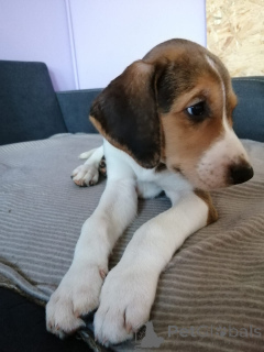 Photo №2 to announcement № 166243 for the sale of russian hound - buy in Germany breeder