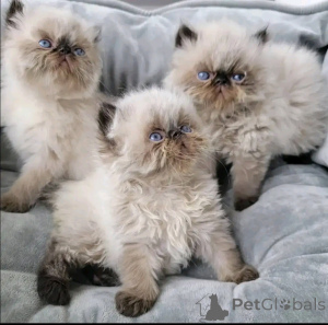 Photo №1. persian cat - for sale in the city of Berlin | negotiated | Announcement № 137103
