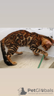 Photo №4. I will sell bengal cat in the city of Minsk. from nursery - price - 400$
