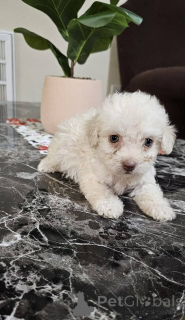 Photo №2 to announcement № 149834 for the sale of maltipu - buy in Germany private announcement, breeder