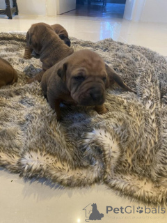 Photo №1. shar pei - for sale in the city of Agia Marina | Is free | Announcement № 176060