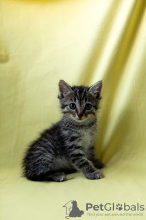 Additional photos: Kittens are looking for a home