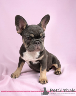 Photo №4. I will sell french bulldog in the city of Москва. from nursery - price - 781$