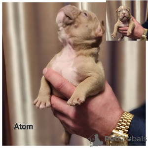 Photo №4. I will sell american bully in the city of Vilnius. breeder - price - 3120$