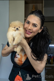 Photo №3. Pomeranian Puppies-Top Litter. Serbia