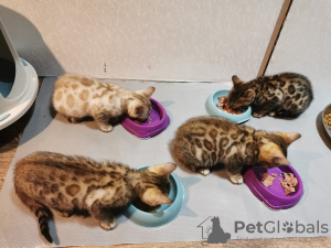 Photo №2 to announcement № 15459 for the sale of bengal cat - buy in United States 