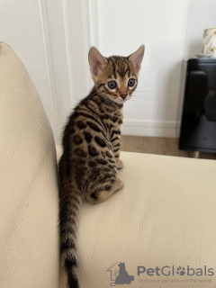 Photo №2 to announcement № 96246 for the sale of bengal cat - buy in Germany private announcement