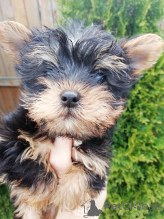 Photo №1. beaver yorkshire terrier, yorkshire terrier - for sale in the city of Vilnius | 423$ | Announcement № 105641