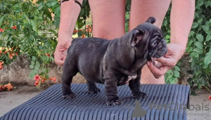 Additional photos: French bulldog