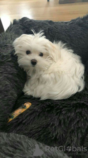 Photo №3. Maltese puppy of 8 weeks available. United States